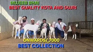 MUJJEB BHAI LE KAR AYE BEST QULITY KOTA AND GUJRI ONWARDS 7000 #goat #goatfarming #animals #trader 