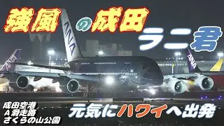 【強風 / 4K】成田空港 さくらの山公園 ANA超巨大旅客機エアバスA380 ラニ君 風が吹き荒れる成田よりハワイへ離陸