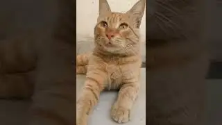 Lazy cat watching super active cat jumping| check out  her reaction| kaise karte ho Bhai ye sab |