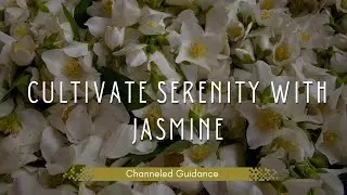 Cultivate Serenity with Jasmine Flower | Channeled Guidance #channeledmessages #clairaudience