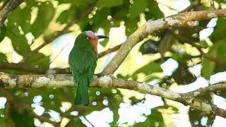 Red Bearded Bee Eater.wmv