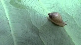 Succinea unicolor Tryon, 1866 Squatty Ambersnail