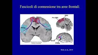 Cosa devo (o non devo) fare? Neuropsicologia dei Lobi Frontali (Luigi Trojano / CIRN Divulga)