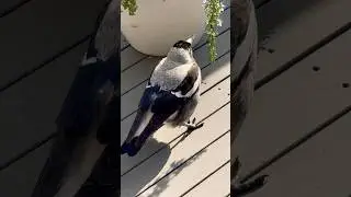 Baby Magpie calls for sisters need help! 🙋&zwj;♀️ #magpie #shorts