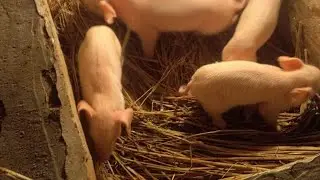 INDIAN PIG FARM & TRAINING CENTER is live