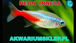 Neon innesa.Rybki akwariowe.Przegląd