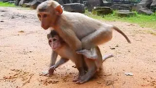 Small and Thin Sister is unable to Carry Big Orphan Brother and walks for finding food