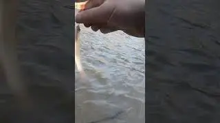 Drift Fishing for BROWN Trout. #shorts
