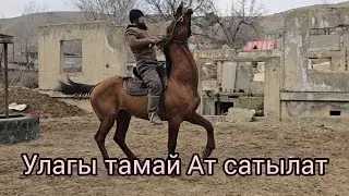 Бугун 16 январь 2026 улагы тамай Ат сатылат #жылкыбазар #атбазар #rek #алабама #horsemanship #той 