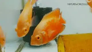 Colorful Parrot Fish and Smart Oscar Fish | Aquarium Lovers Must Watch! 😍. @NatureWorld1616 
