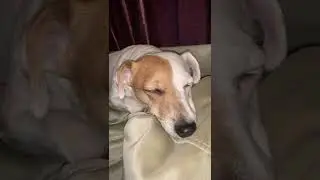 Sleeping my dog jack Russell terrier. Спит моя собака джек рассел терьер  #asikihome