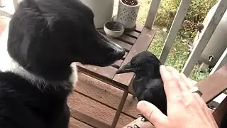 Wild crow raised by family lives like no other