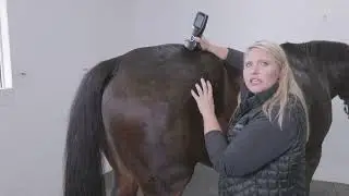 CS-Pro VET Video Tutorial - Equine - Caudal Hind Limbs