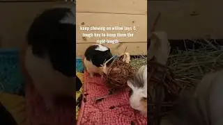 Why Do Guinea Pigs Need Chew Toys? 🐾 Guinea Pig Care Tip 🐾 The Guinea Herd
