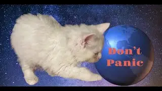 The Ultimate Guide to Life, the Universe, and Everything Maine Coon