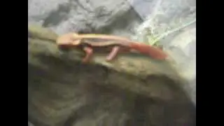 Crocodile Newt at the Toronto Zoo