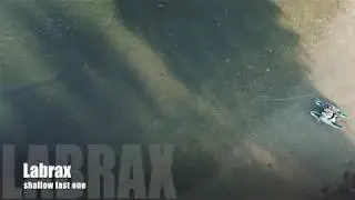 Labrax the shallow fast one