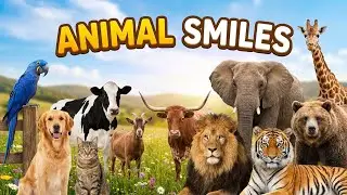 Animal smiles Horse, Chicken, Goat, Duck, Cow, Dog, Pig, Sheep, Cat &ndash; Animal Moments Natural Sound