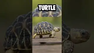WHAT A TURTLE LOOKS LIKE WITHOUT A SHELL... 😰🐢