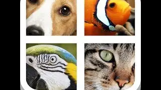 Close Up Animals - Level 4 Answers