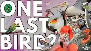 Most likely Birds for Planet Zoo in 2024? | DLC Speculation
