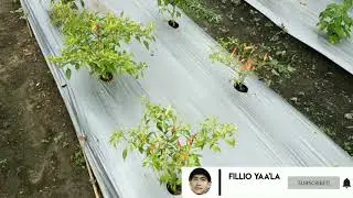 Mengenal Media Solid Sawit Yang Sangat Subur Untuk Segala Jenis Tanaman//Pengganti Pupuk Kimia