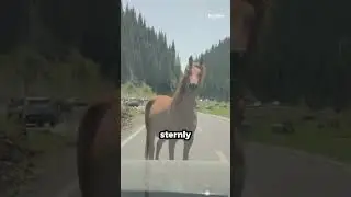 Lead Horse Blocks Car From Overtaking The Herd