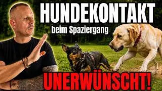 Unh&ouml;fliche Marotten statt Rudelverhalten &ndash; so gehst du richtig damit um #hundetraining #hundeschule