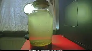 Heempark Jar Watch - Day 1 (no commentary)