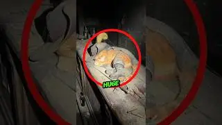 &laquo;Он обнаружил замороженных персонажей Шрека в заброшенном доме 😨&raquo;