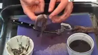 How to Harvest Squid Ink