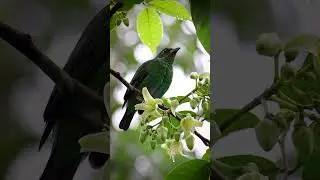 Greenish Elaenia call &mdash; tiny tropical flycatcher ID in 15s (clear audio) #birdsound #wildlife #asmr