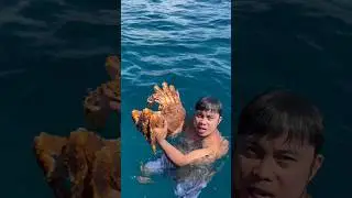 Deadliest catch in the ocean, the alaskan red king crab. 🦀😲 #kingcrab #giant #seaanimals #marine