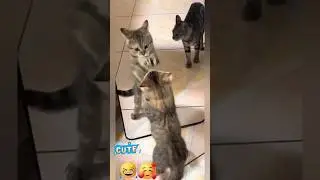 Cato🐈🐈 kitten 🐈🐈 #cat #shorts #short #ytshort #kitten #funny