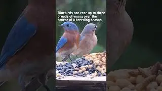 Eastern Bluebird Nesting Competition #birds #birdfeeder #bluebird #nestingbird