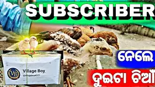ଆଜି subscriber ଭାଇ ନେଲେ Monster Gang ର ଦୁଇଟା chicks 