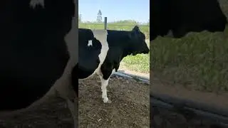ABS Armada first lactation beauty 😍