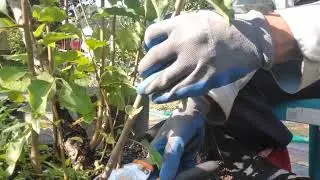 Removing rootstock suckers from fruit trees