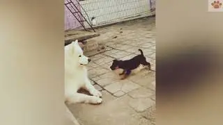 More Cute Animals for When You are Stressed