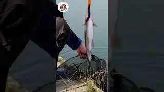 How to fishing 🐬🐬#fishing #foryou #fish #viralshort #new #shorts #fishinglover