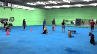 Level 2 Obedience - Group Dog Training Class Miami, Florida