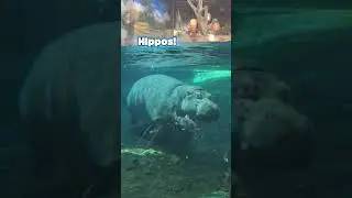 We love Adventure Aquarium in Camden, NJ #aquarium #camden #newjersey #kidfriendly #familyfriendly