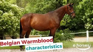 Belgian Warmblood Horse | characteristics, origin & disciplines