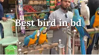 Mirpur 1 birds hut best bird 6/02/2026