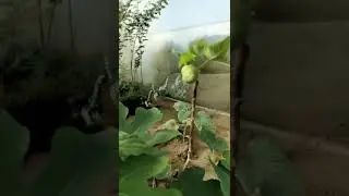 Anjeer Figs Plants growth @MinifigsAndBricks #youtube #youtubeshorts