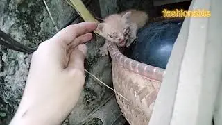 BAYI KUCING NANGIS KELAPARAN DIBUANG DIJALAN