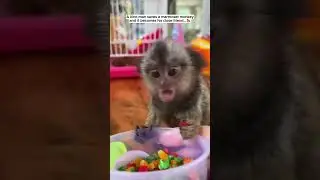 Man saves monkey and then raises him!
