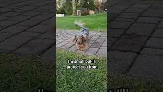 It's a tuff job! 🤣 #barkhappy #security #protector #funnydog #dachshund