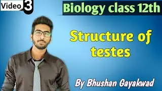 structure of testes || male reproductive system class 12th | part 3 reproduction in animals