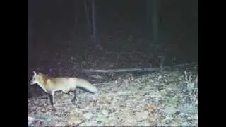 Scoutguard SG560c fox video